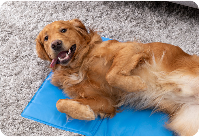 Cheerful golden retriever sleeping on a blue pad over a carpeted floor.