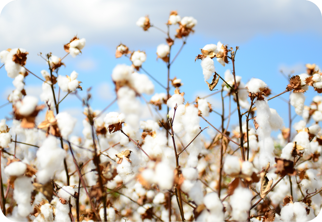 A cotton plant against a blue sky.