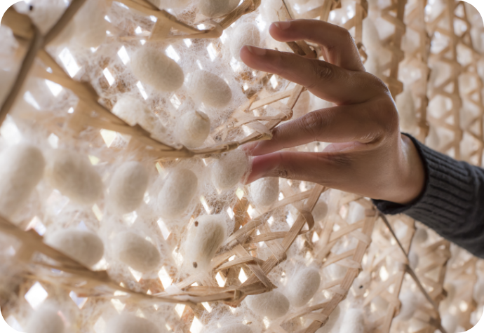 Handpicking silk