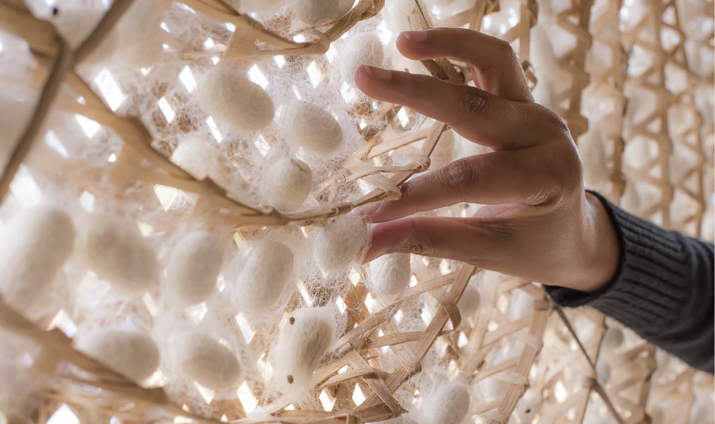 Close-up of a hand pulling silk off a wall to harvest. Close-up of a hand pulling silk off a wall to harvest.